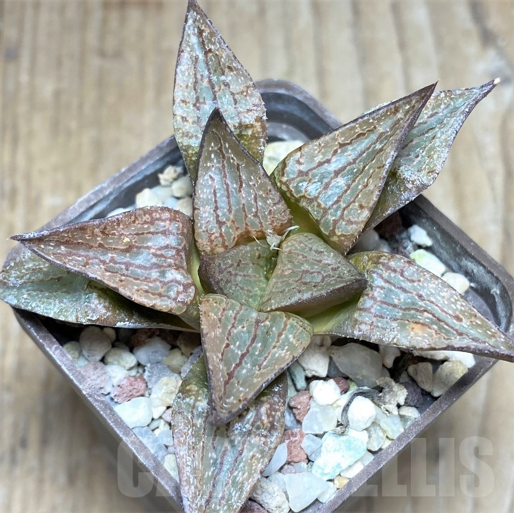 SHPR23711 Haworthia comptoniana hybrid