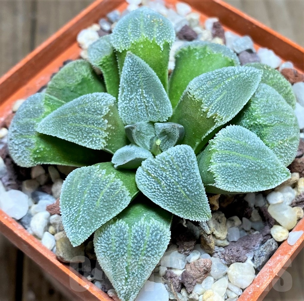 SHPR23714 Haworthia pygmaea 'White' HPG-1 - Image 2