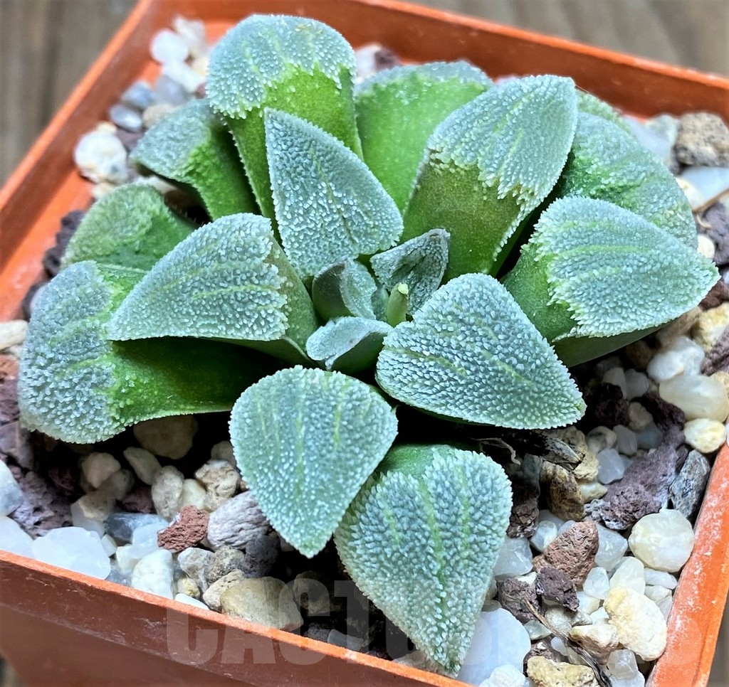 SHPR23714 Haworthia pygmaea 'White' HPG-1