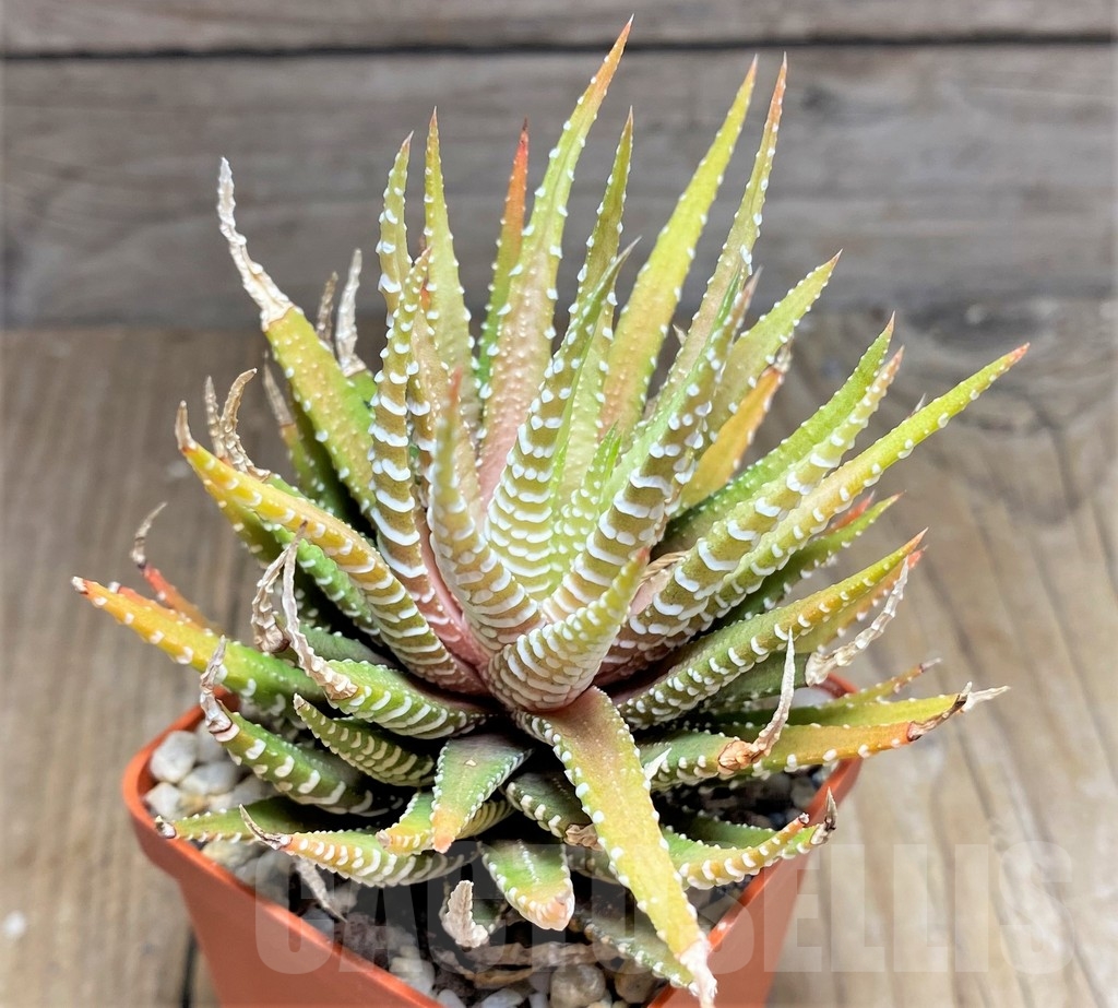 SHPR23716 Haworthia attenuata 'Clariperla'