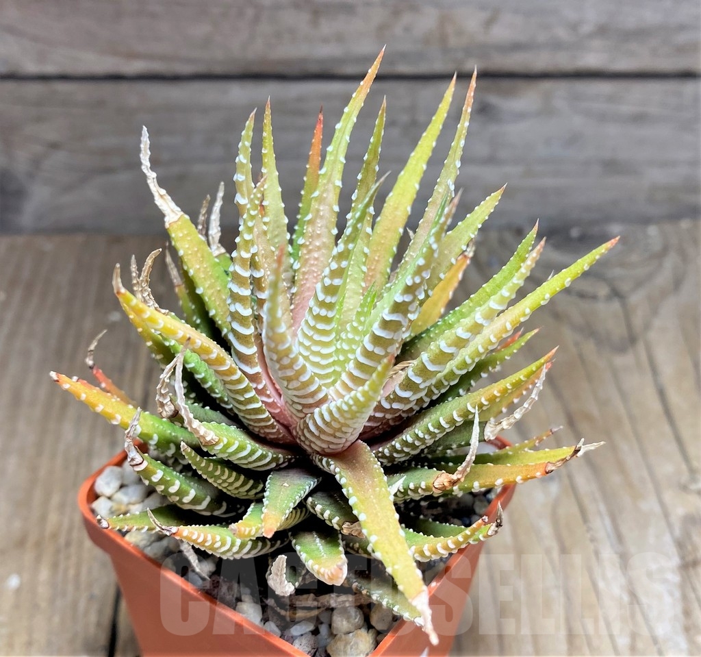 SHPR23716 Haworthia attenuata 'Clariperla' - Imagen 2