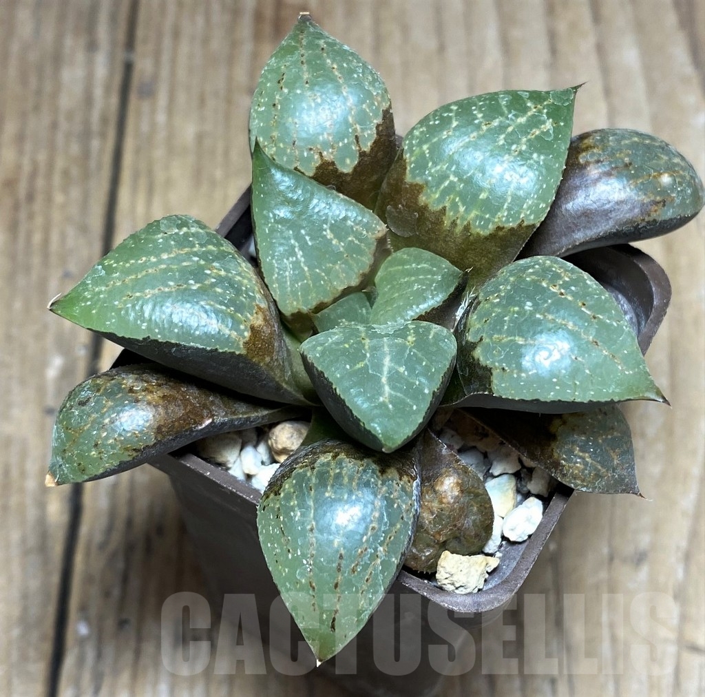 SHPR23717 Haworthia comptoniana