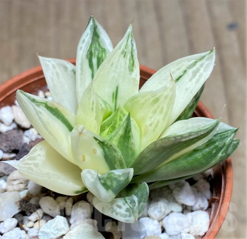 SHPR23718 Haworthia magnifica f. variegata - Image 2
