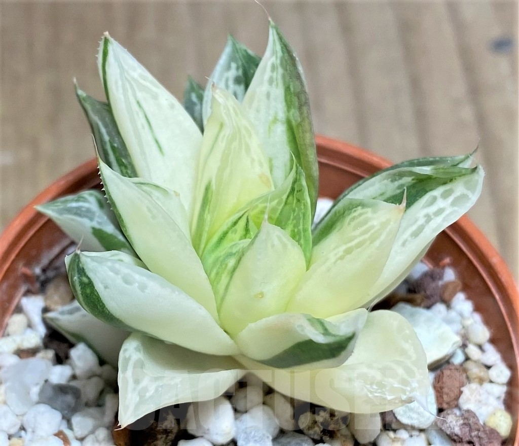 SHPR23718 Haworthia magnifica f. variegata