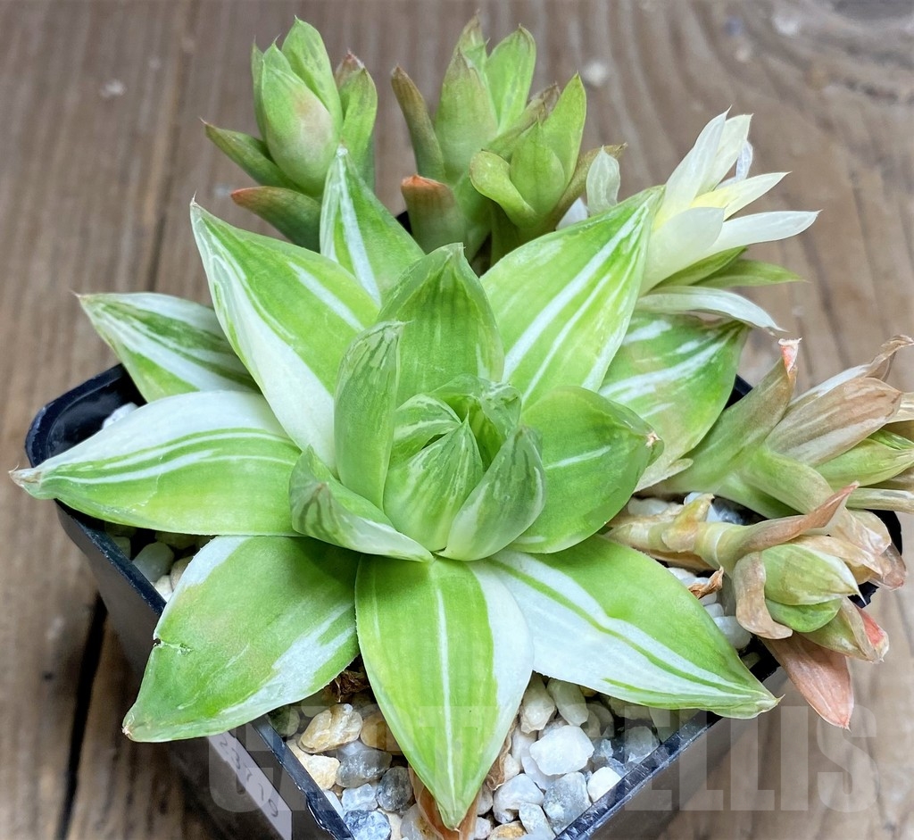 SHPR23719 Haworthia cymbiformis f. variegata