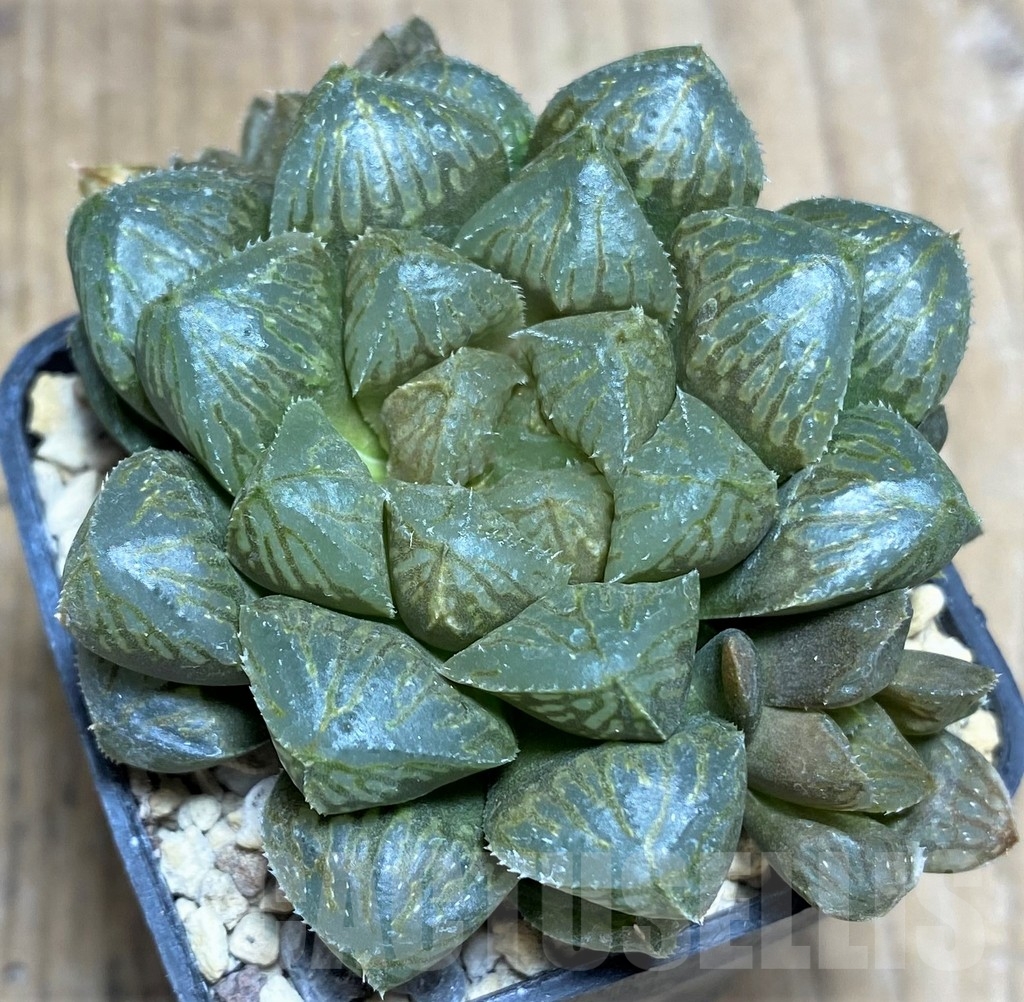 SHPR23722 Haworthia cooperi hybrid - Image 2