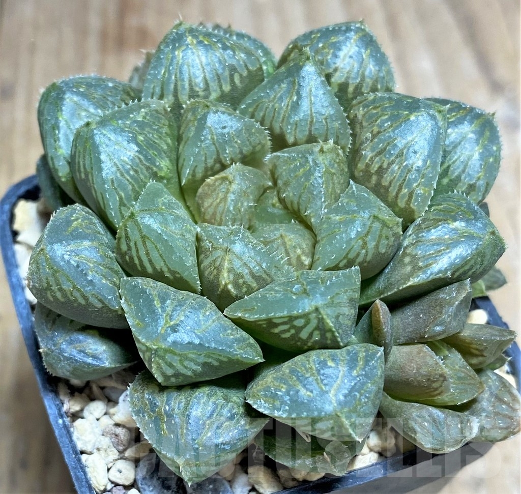 SHPR23722 Haworthia cooperi hybrid