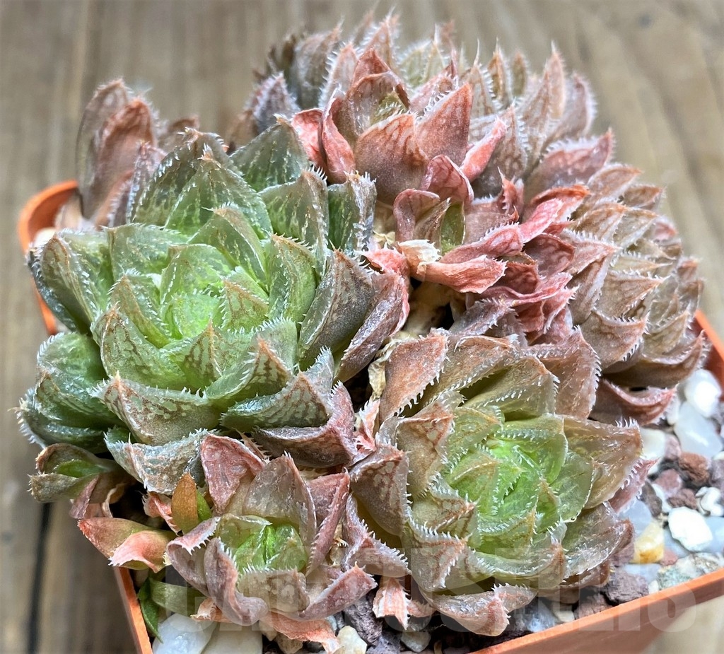 SHPR23723 Haworthia pygmaea x cooperi