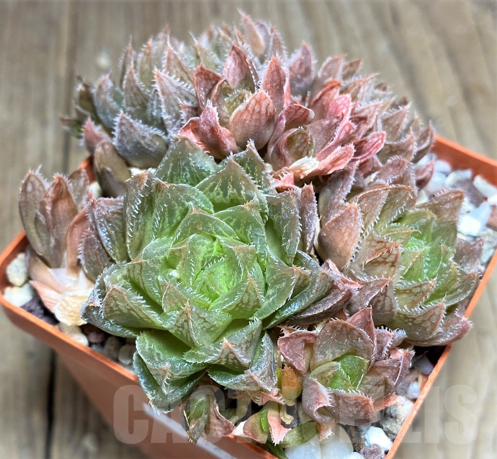 SHPR23723 Haworthia pygmaea x cooperi - Image 2