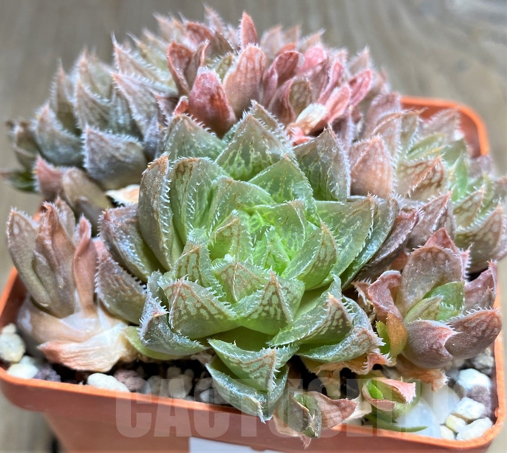 SHPR23723 Haworthia pygmaea x cooperi - Image 3
