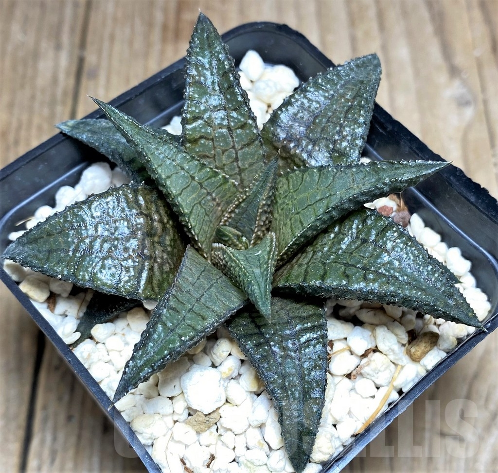SHPR23725 Haworthia tessellata x koelmaniorum - Image 2