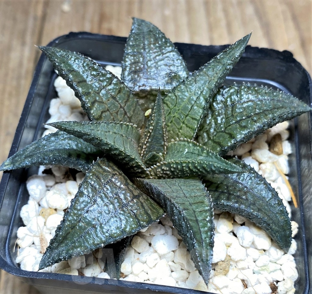 SHPR23725 Haworthia tessellata x koelmaniorum