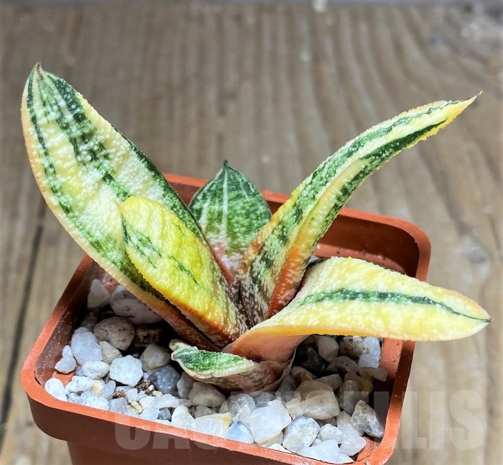 SHPR23727 Gasteria batesiana f. variegata