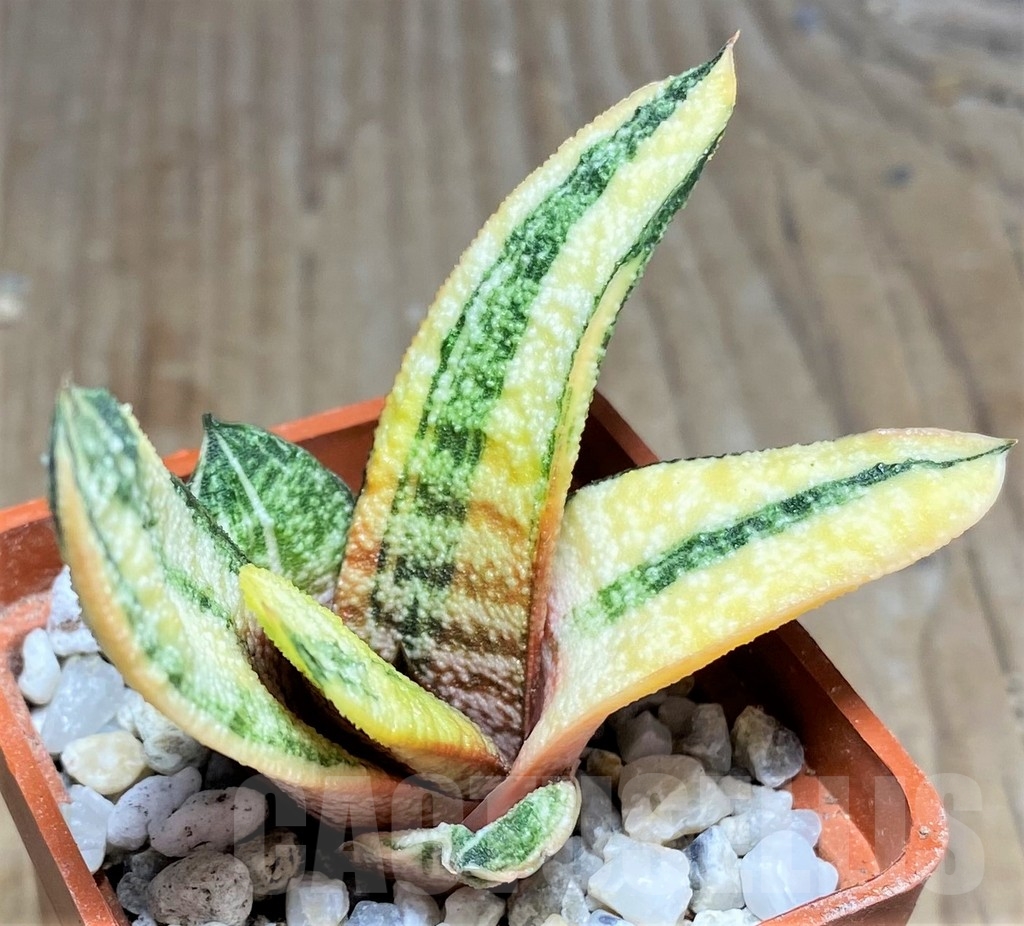 SHPR23727 Gasteria batesiana f. variegata - Image 2