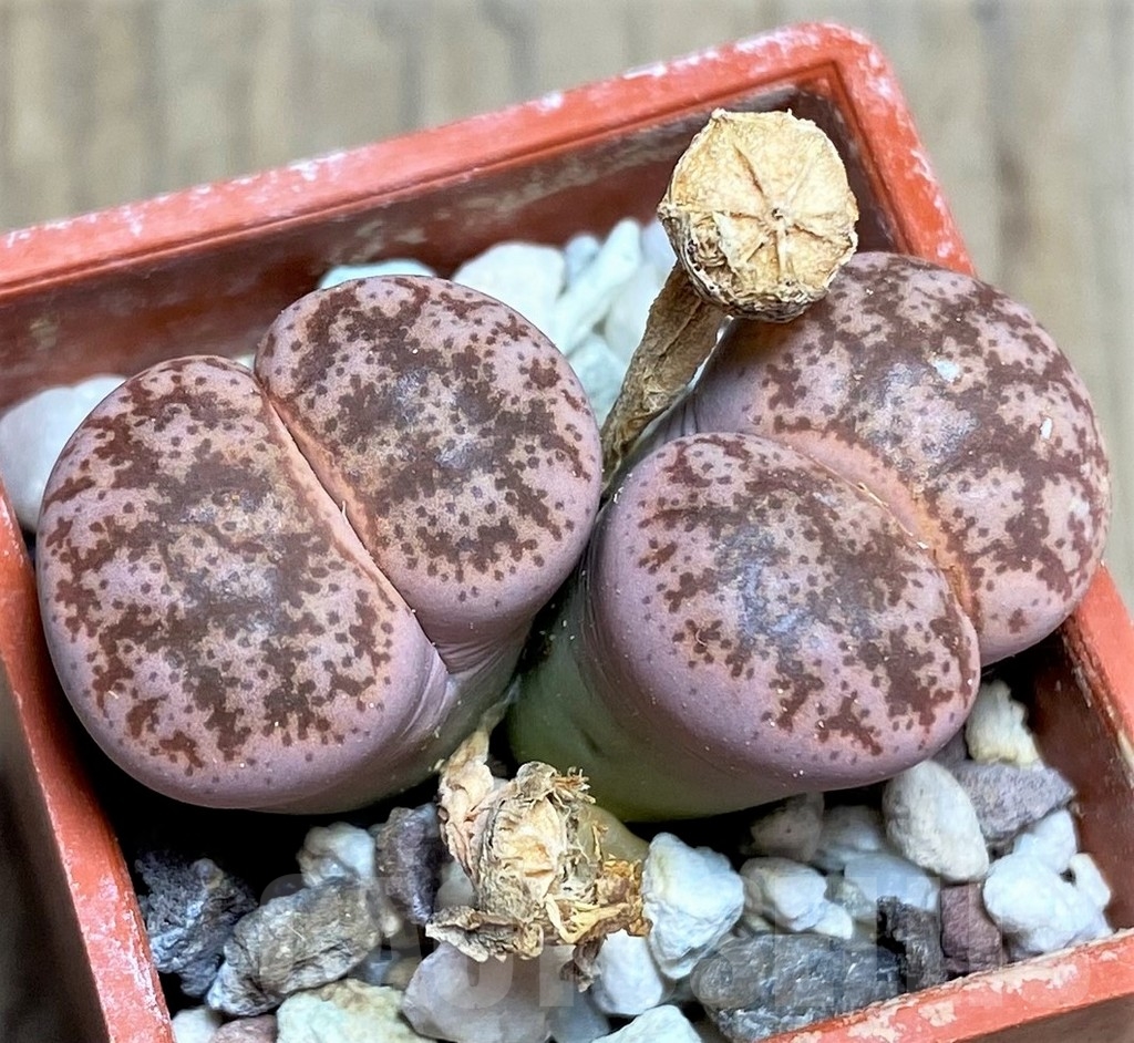SHPR23728 Lithops coleorum