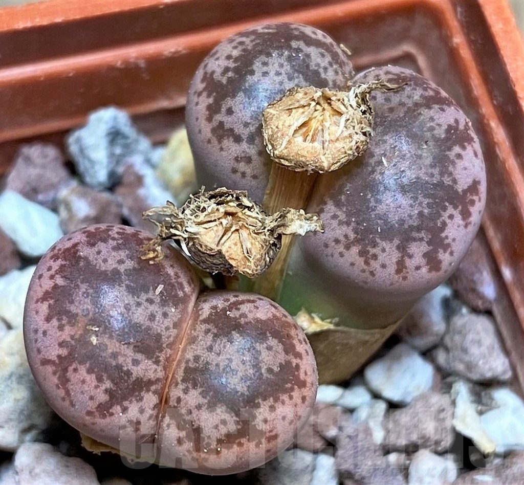 SHPR23731 Lithops coleorum