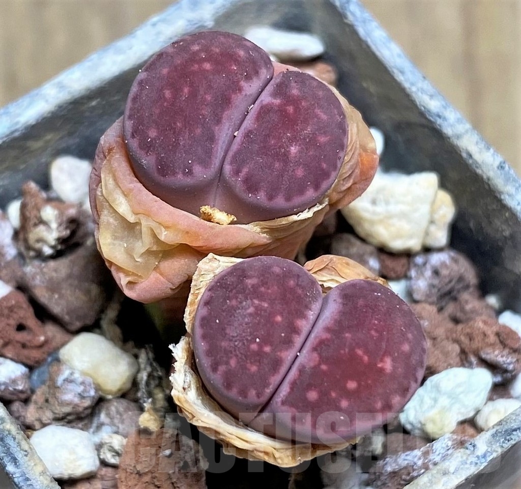 SHPR23734 Lithops salicola 'Bacchus' x julii