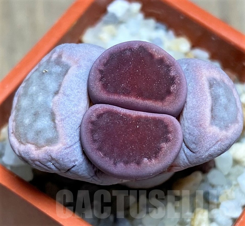 SHPR23735 Lithops salicola 'Bacchus' x julii
