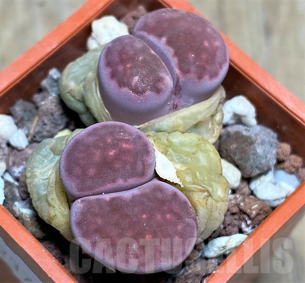 SHPR23736 Lithops salicola 'Bacchus' x julii