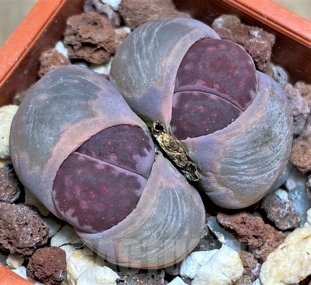 SHPR23737 Lithops salicola 'Bacchus' x julii