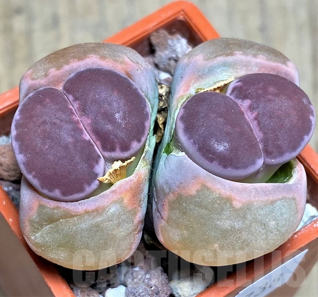 SHPR23738 Lithops salicola 'Bacchus' x julii