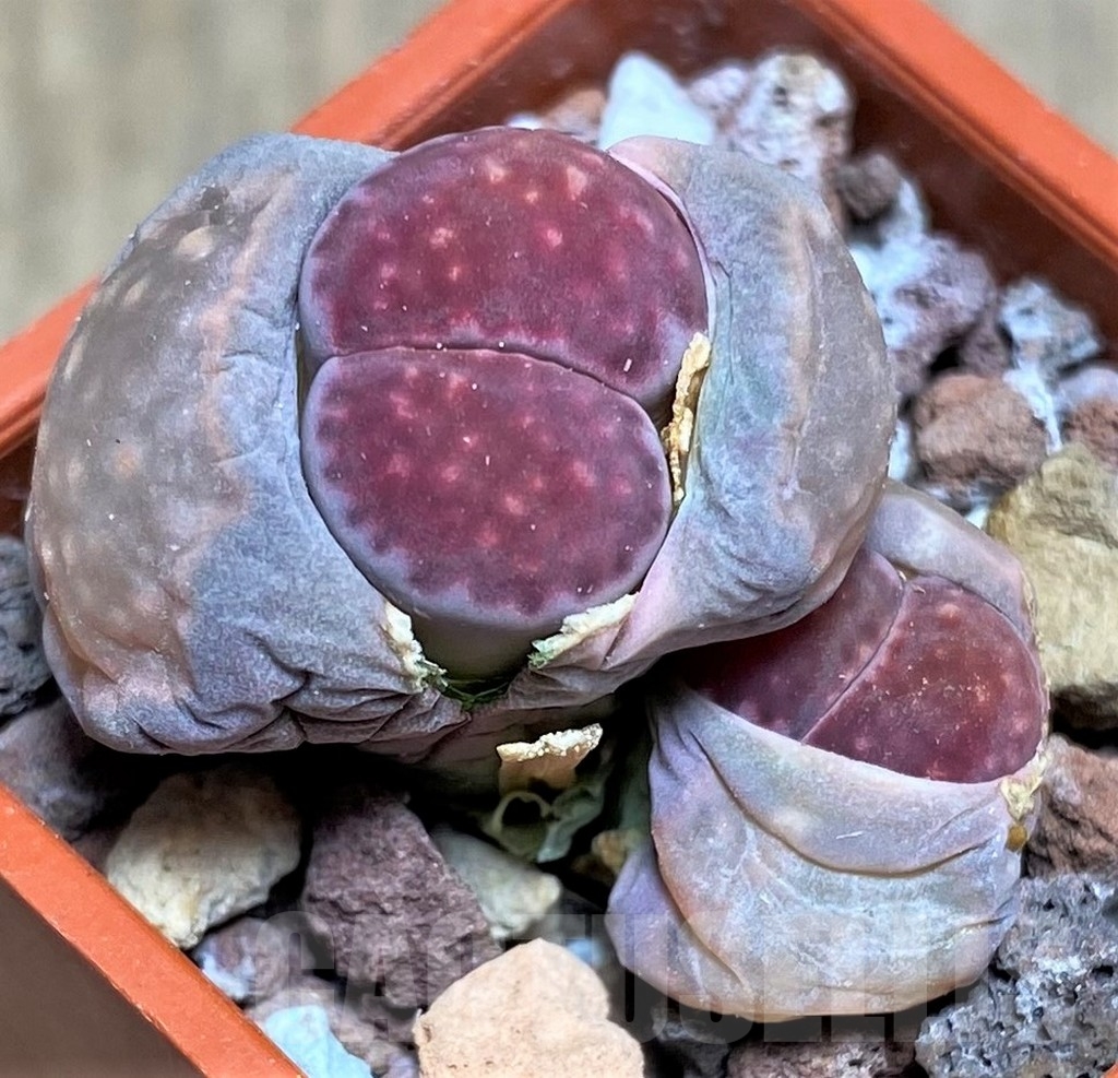 SHPR23739 Lithops salicola 'Bacchus' x julii
