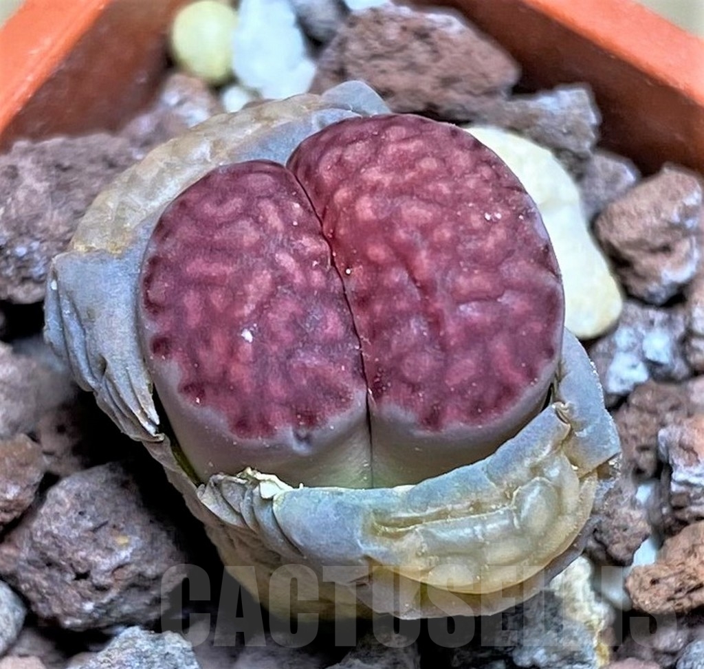 SHPR23740 Lithops salicola 'Bacchus' x julii