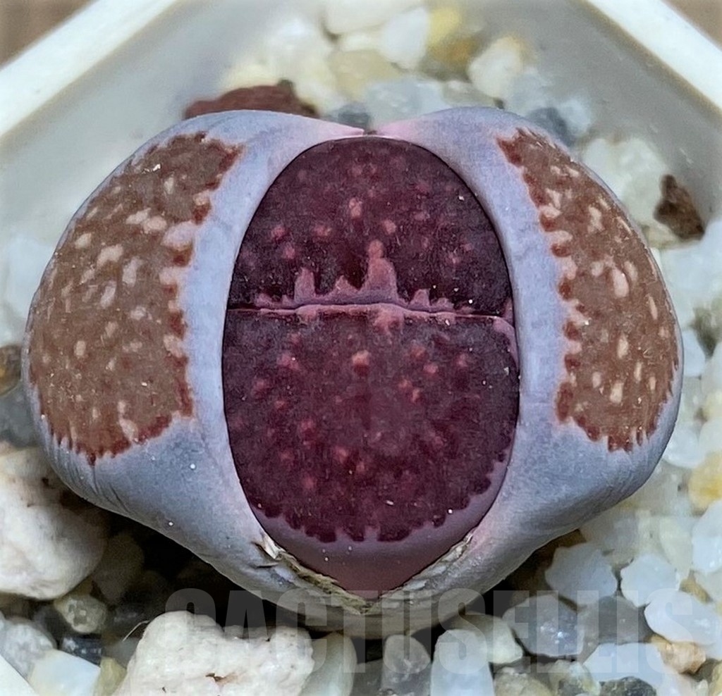 SHPR23741 Lithops salicola 'Bacchus' x julii