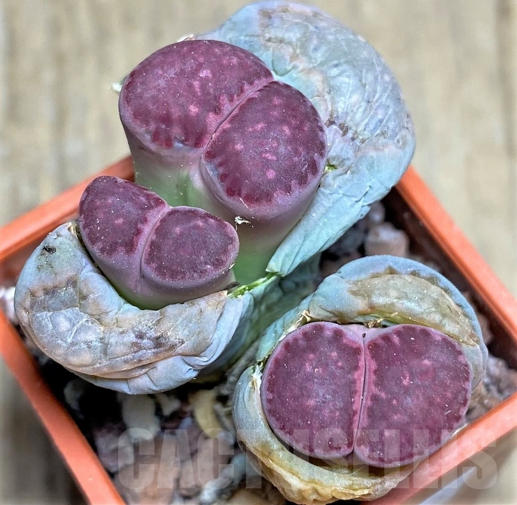 SHPR23742 Lithops salicola 'Bacchus' x julii