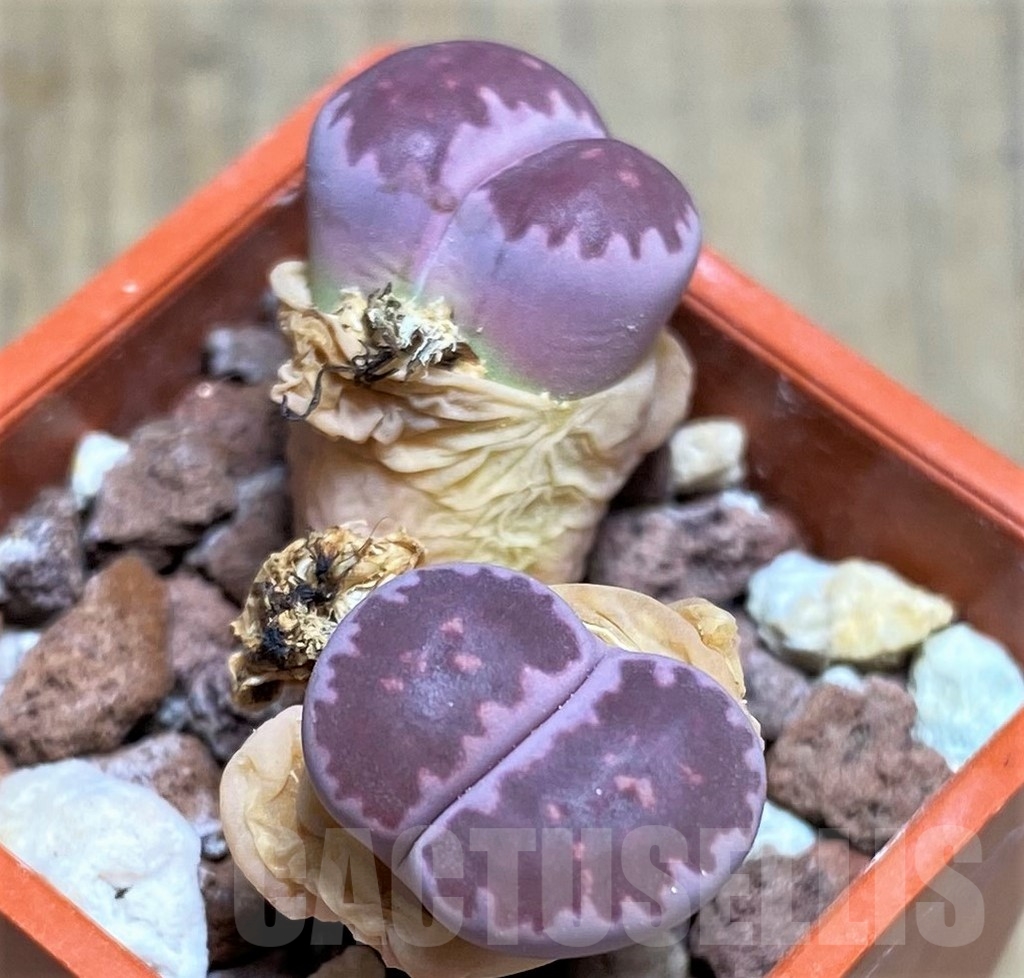 SHPR23743 Lithops salicola 'Bacchus' x julii