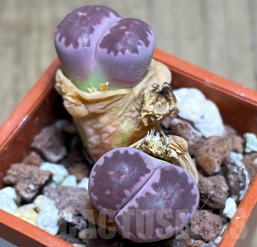SHPR23743 Lithops salicola 'Bacchus' x julii - Image 2