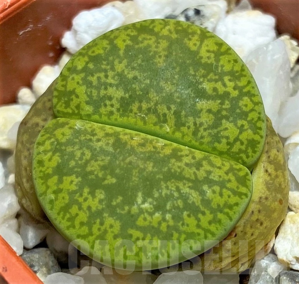 SHPR23747 Lithops lesliei v. albinica