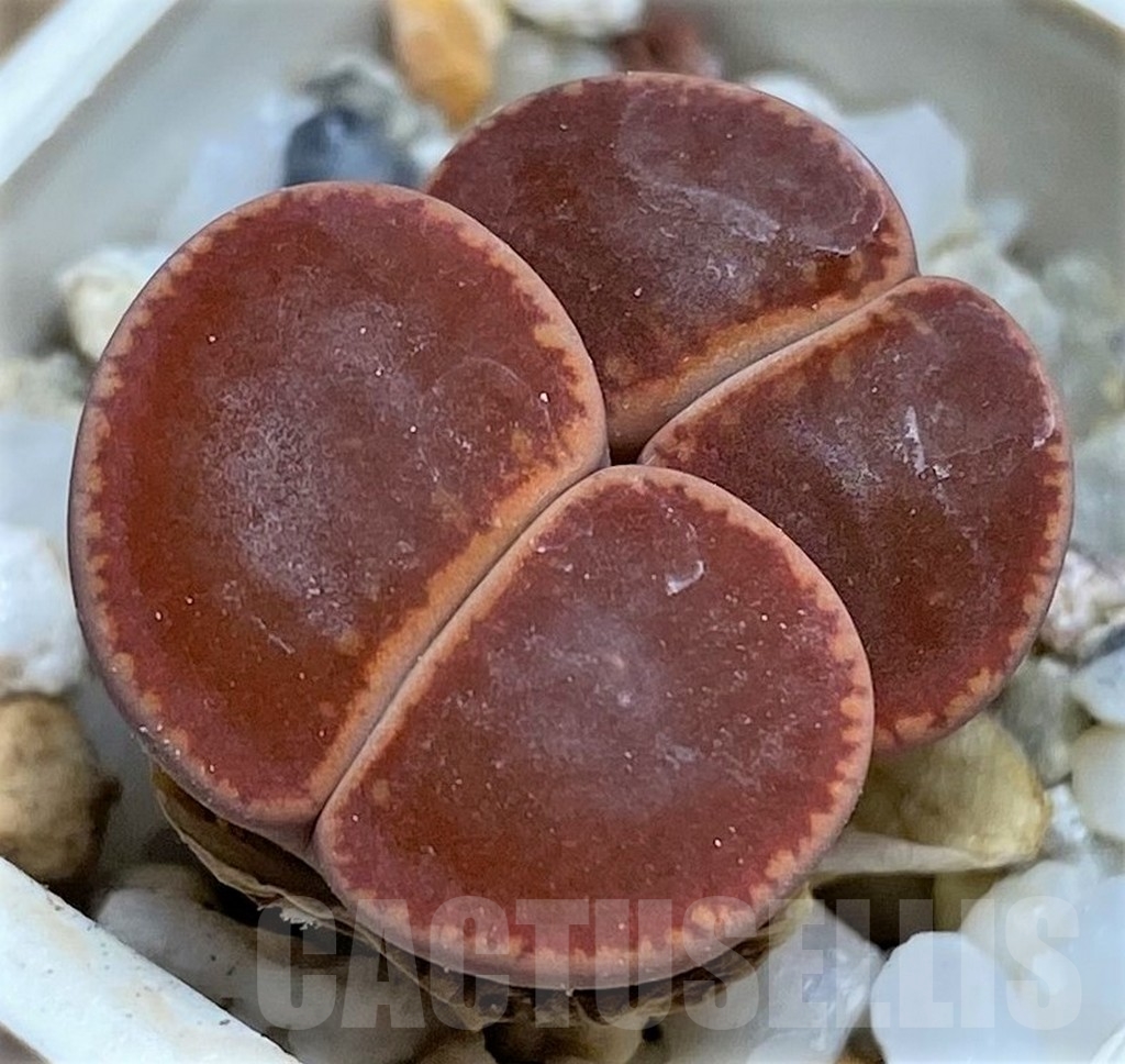 SHPR23749 Lithops aucampiae SH 1664