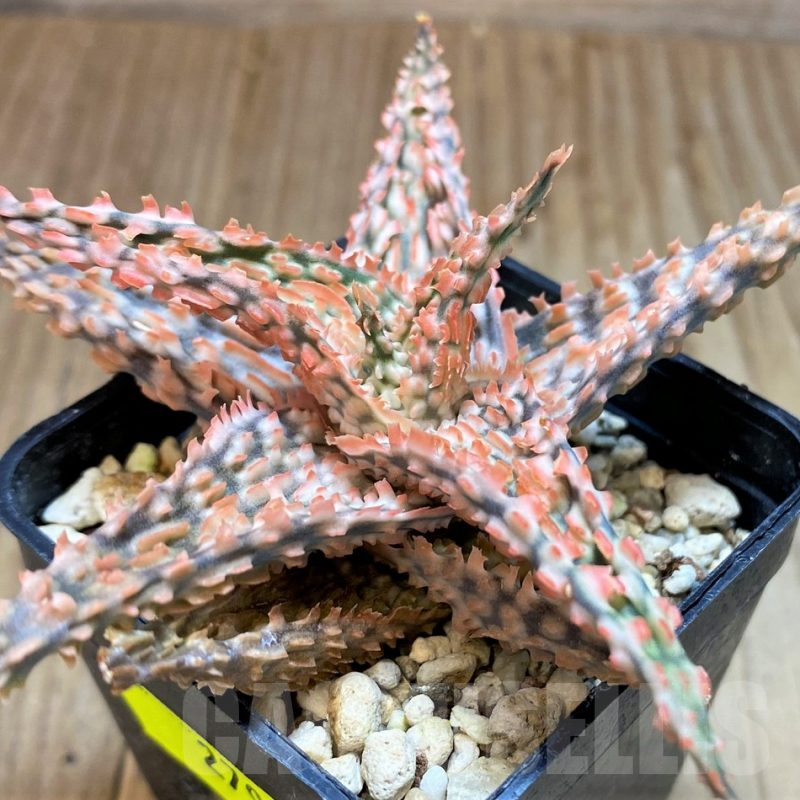 SH2790 Aloe TCT hybrid