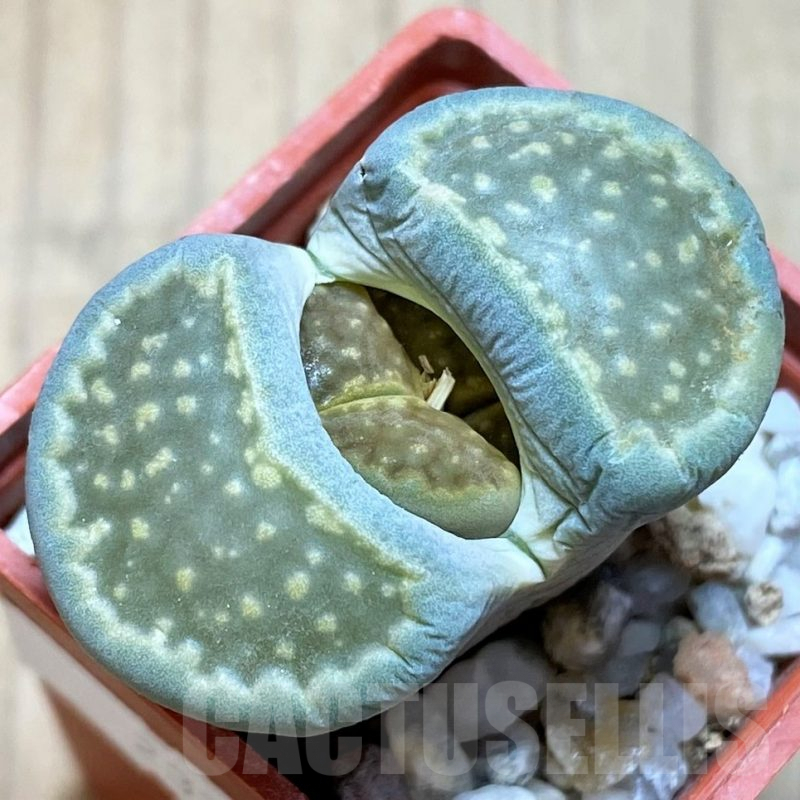 SH3172 Lithops hallii 'Green Soapstone'