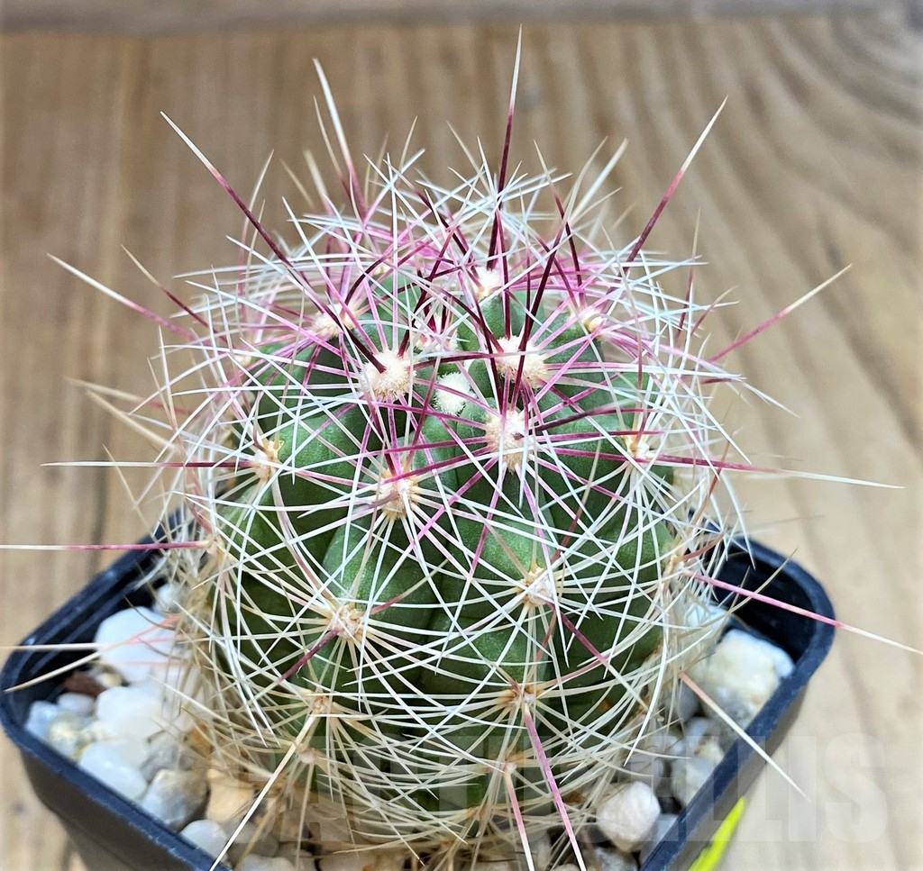 SH3425 Thelocactus bicolor