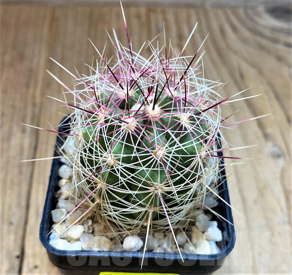 SH3425 Thelocactus bicolor - Image 3