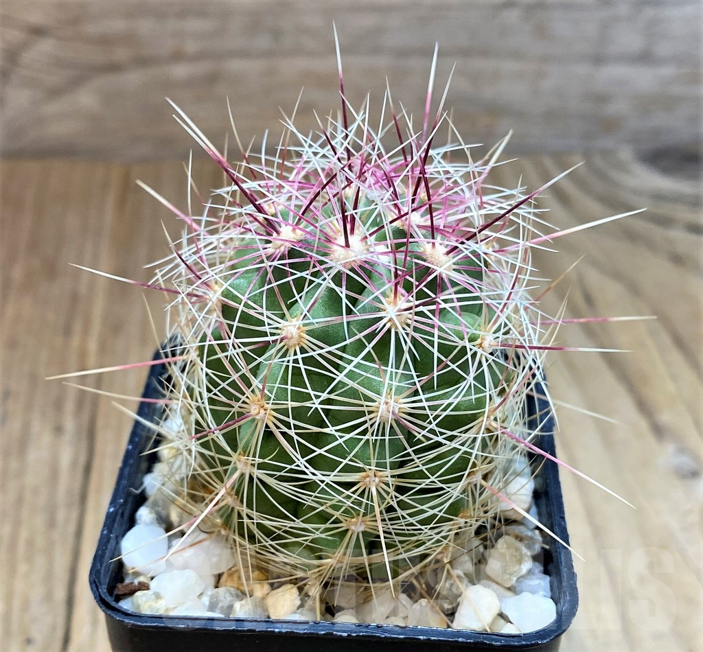 SH3425 Thelocactus bicolor - Image 2