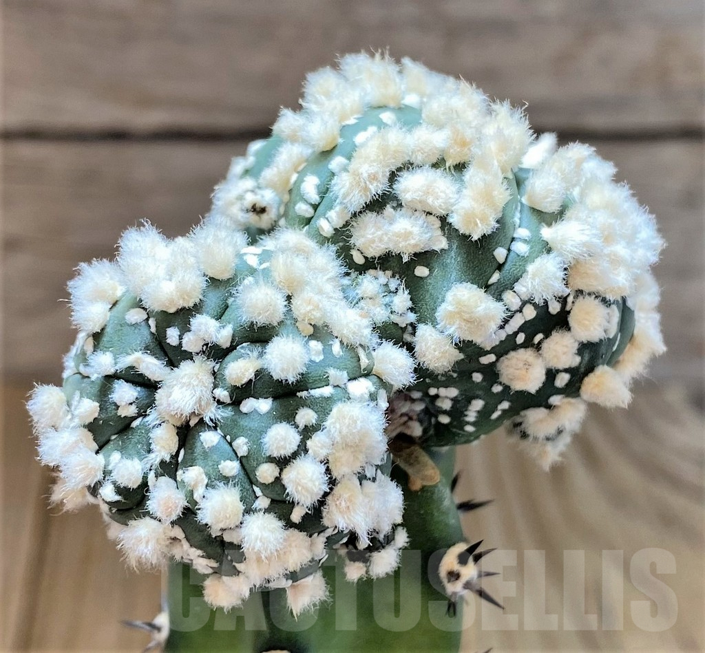 SHPR24277 Astrophytum asterias ‘Hanazono’, grafted - Image 2