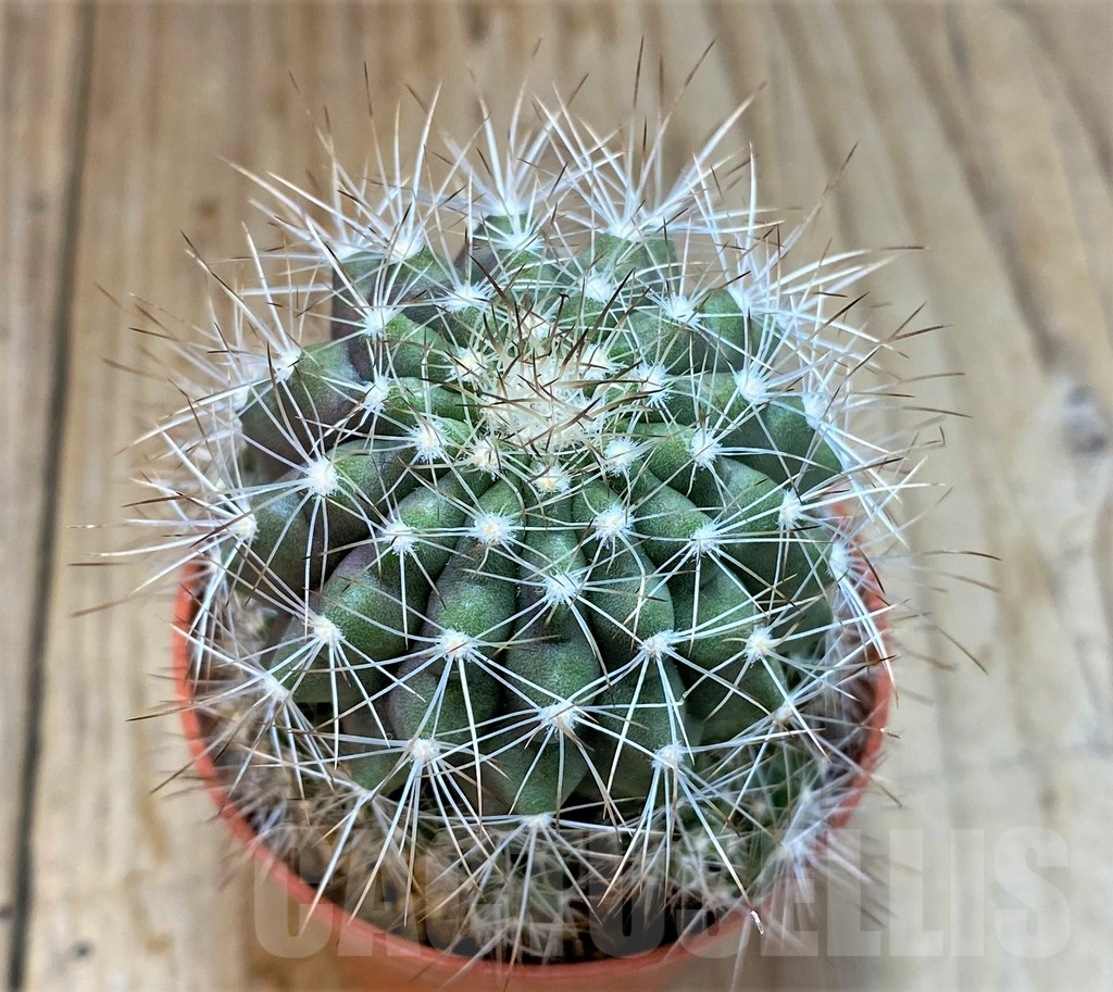 SHPR24523 Copiapoa x scopulina GCG 15037 , grafted