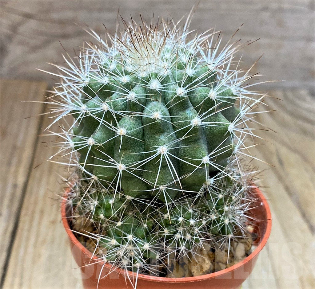 SHPR24523 Copiapoa x scopulina GCG 15037 , grafted - Image 2