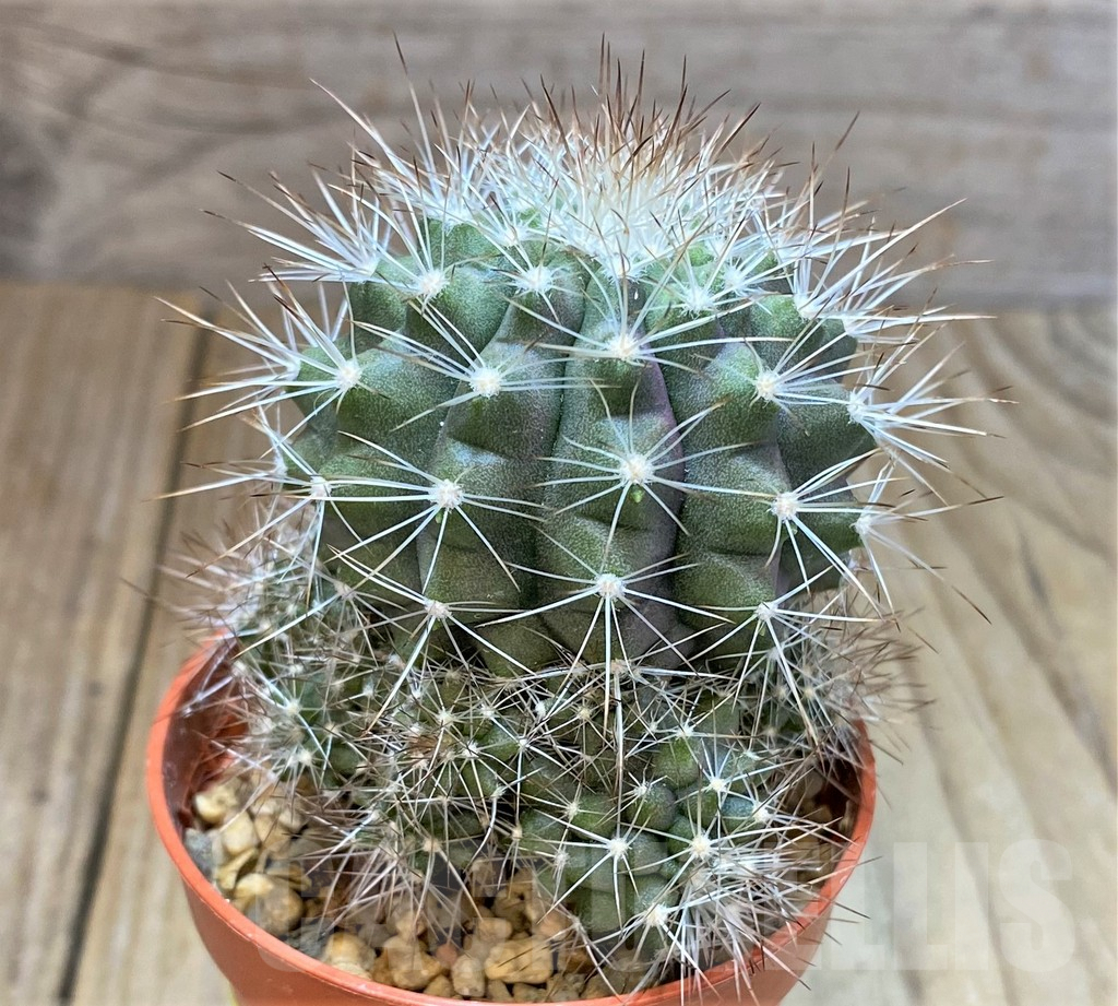 SHPR24523 Copiapoa x scopulina GCG 15037 , grafted - Image 3