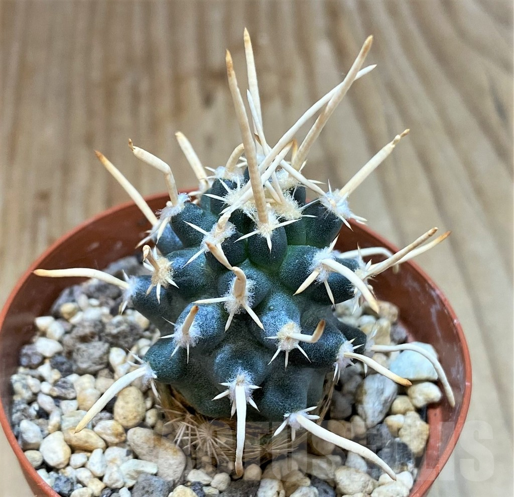 SHPR24427 Navajoa peeblesiana ssp. fickeisenii PJR 458, Clone 36, grafted