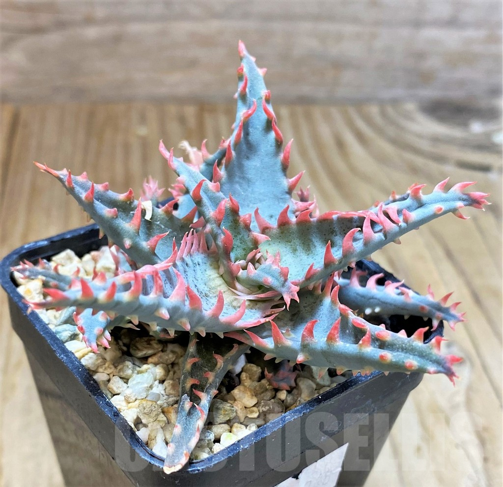 SHPR18248 Aloe TCT hybrid