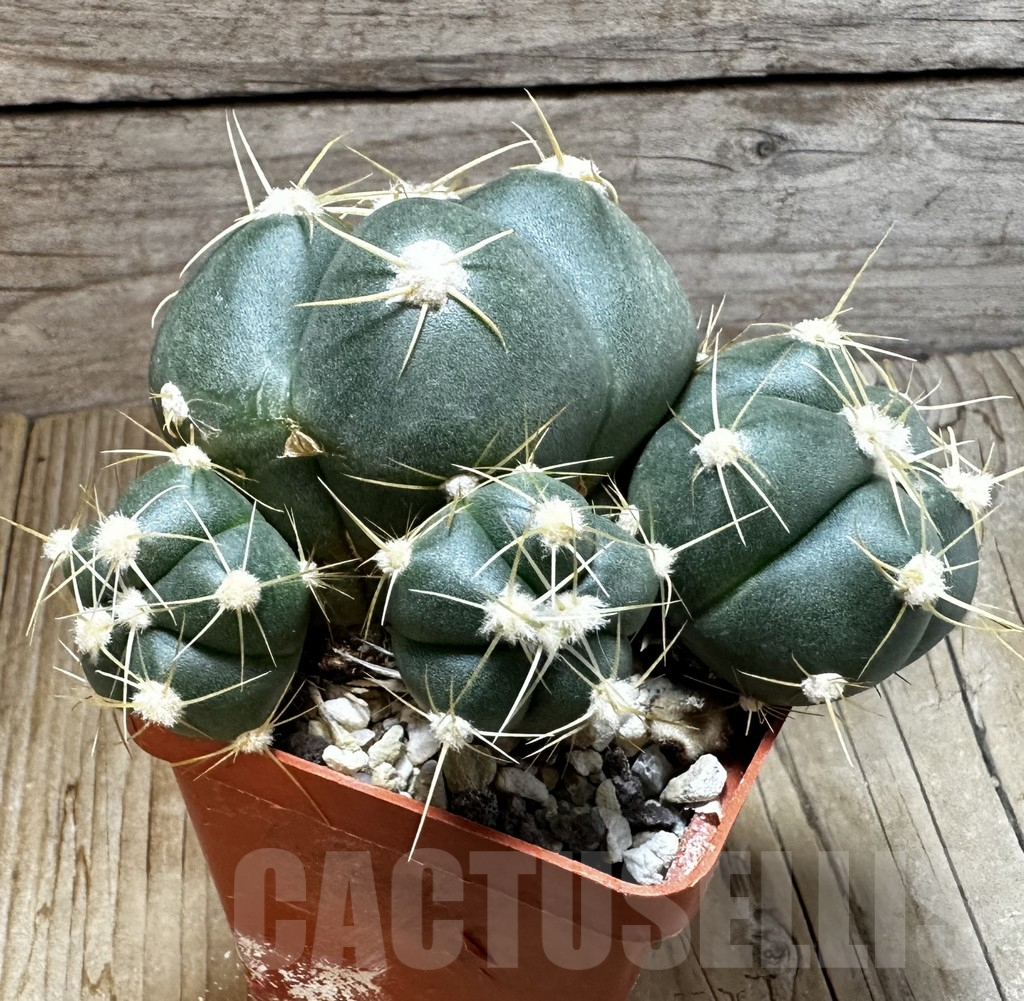 SHPR23550 Gymnocalycium buenekeri KK 338.12