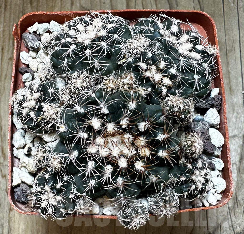 SHPR24083 Gymnocalycium bruchii - Image 2