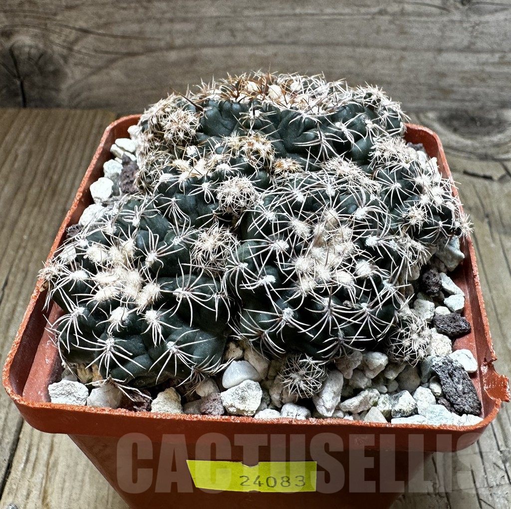 SHPR24083 Gymnocalycium bruchii - Image 3