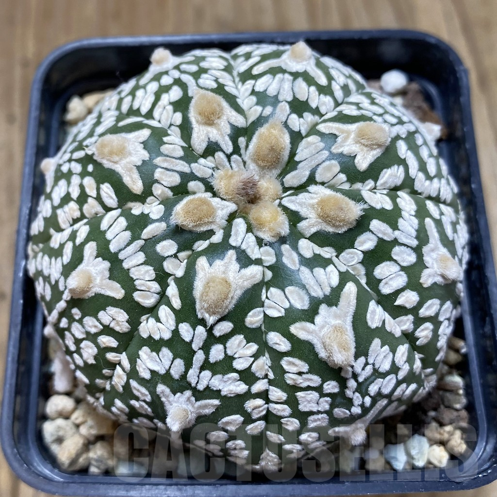 SHPR24103 Astrophytum asterias 'Super Kabuto' V-Type, old 8 years