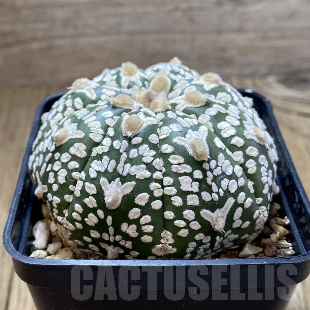 SHPR24103 Astrophytum asterias 'Super Kabuto' V-Type, old 8 years - Imagen 2