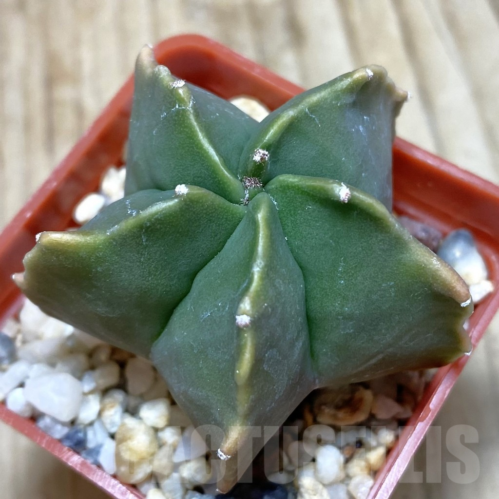 SH555 Astrophytum myriostigma 'Kikko'